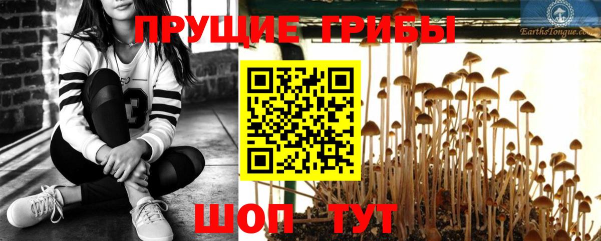 Галлюциногенные грибы Psilocybine cubensis  Вход с VPN  Ивантеевка  Псилоцибиновые грибы Psilocybe 